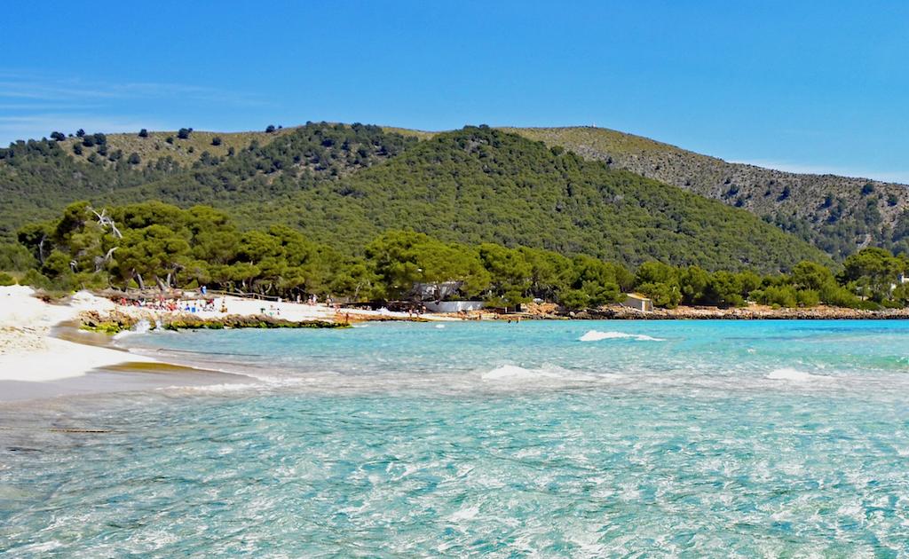 DeDays4's tweet photo. Sightseeing again! #DeDays2019
Cala Agulla, a nice sandy beach in the north-eastern corner of the island. There's an official parking lot, so no searching for a place to park your car. The pine trees in the background provide shade and there are no large hotel complexes. https://t.co/VLc9bLvgQL