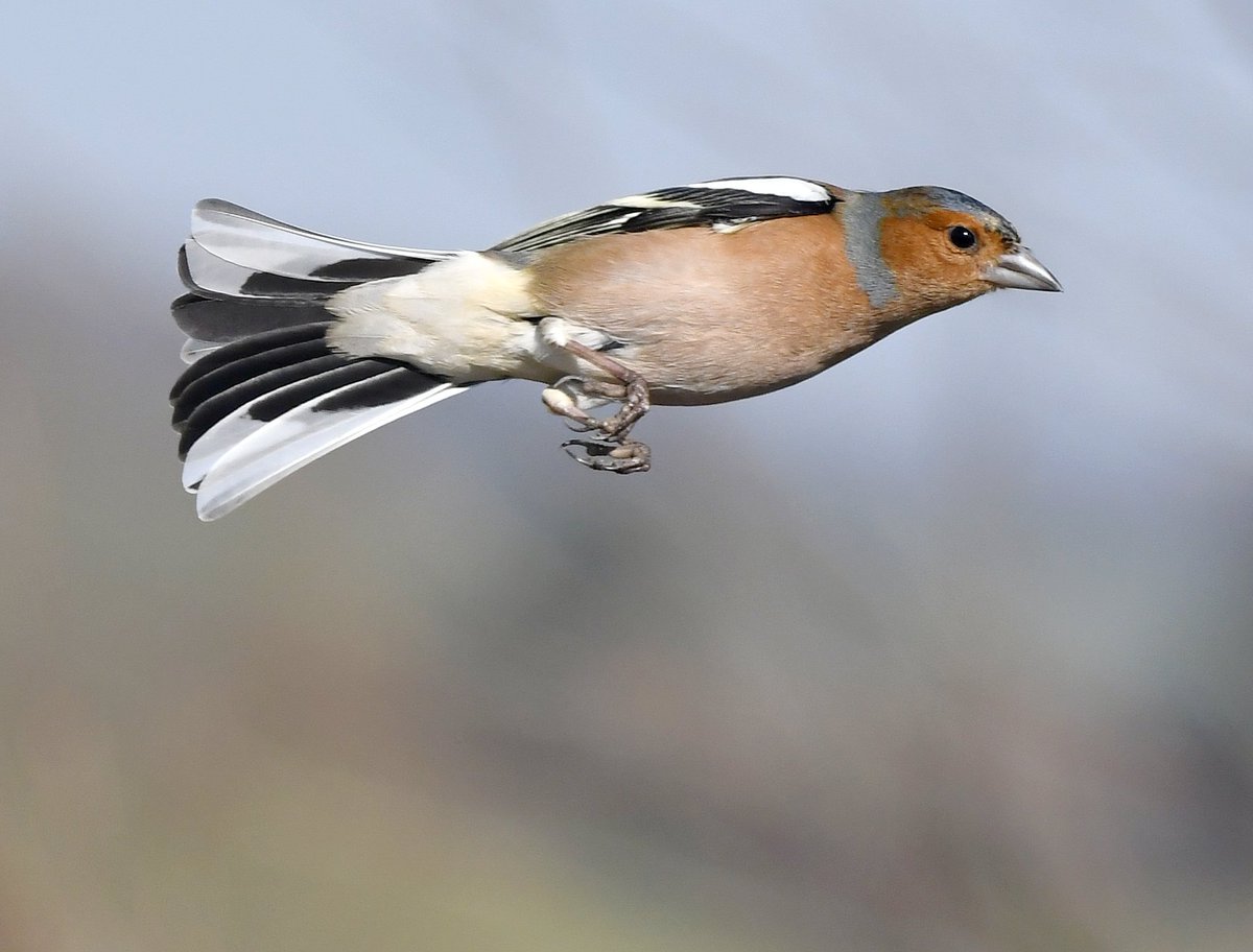 I'd like to say that the instances of people throwing birds at me had passed, but alas no.... this Chaffinch almost had my eye out!