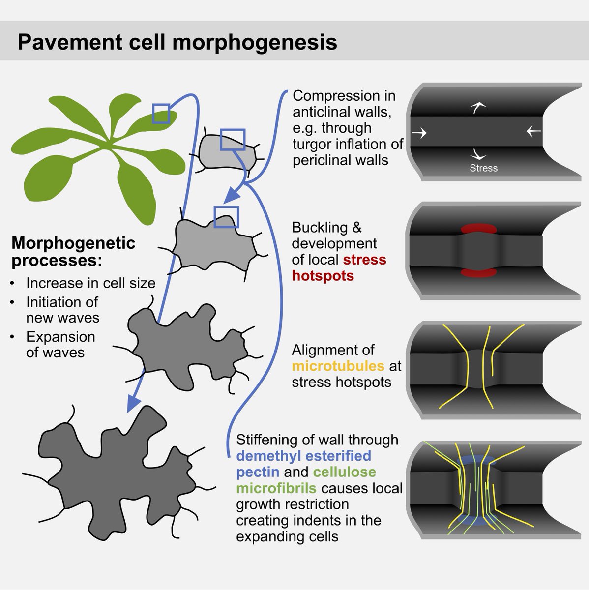Pavement cell morphogenesis involves a stress based feedback mechanism involving turgor, cell wall and cytoskeleton

#plantbiomechanics

secure.jbs.elsevierhealth.com/action/getShar…