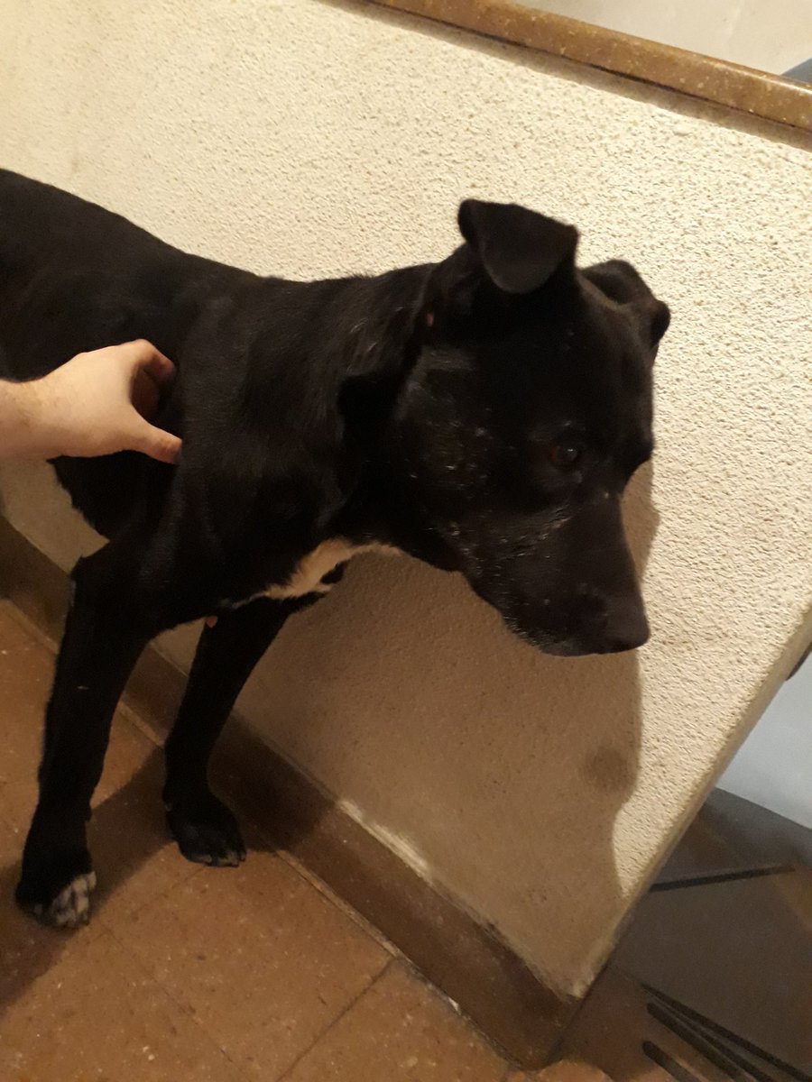 MarttinJavier's tweet photo. Hola, me traje este perrito desde Córdoba y Bulnes y no puedo tenerlo.... Mi perra no quiere otros perros y ya casi lo muerde... Esta flaquito. ES MUY BUENITO, DULCE Y SE LLEVA CON ANIMALES.. xfavor, necesito ayuda urgente.

@MarianoOses
@ZaguatesRefugio
@laurasa321368 https://t.co/FCbL9Fd7wo