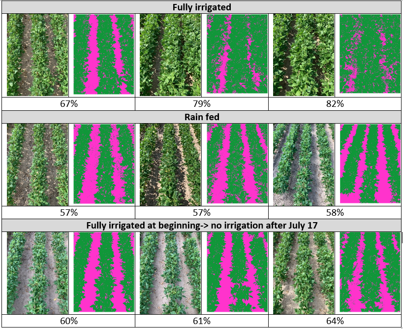 Dry bean canopy pictures taken from our research plot and canopy analysis using our own software today. From top to bottom: fully irrigated, rain fed, fully irrigated at beginning and dryland after July 17. Three replicates on each treatment. Beans are definitely showing stress.