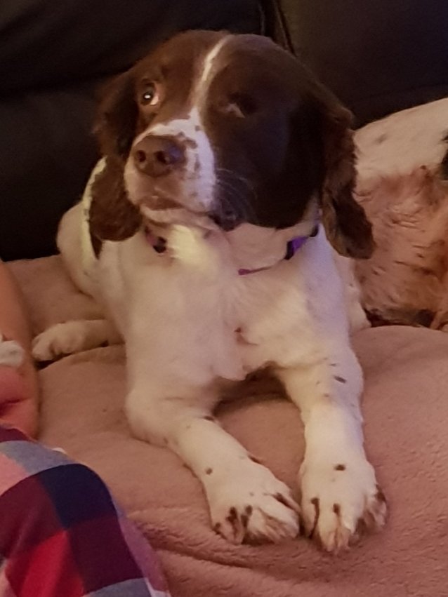 Mrs C's magic settee 🐶🐶🐶🐶🐶🐶🐶🐶🐶🐶🐈‍⬛ tweet media