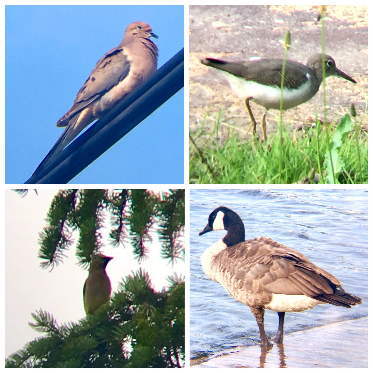 Ontario Place bird notes #10 | The West Island is a small space for so many little environments - a mourning dove, spotted sandpiper, many cedar waxwings, lots of bold chickadees, a female Baltimore oriole, tree and barn swallows, yellow warbler, and a black and white warbler 