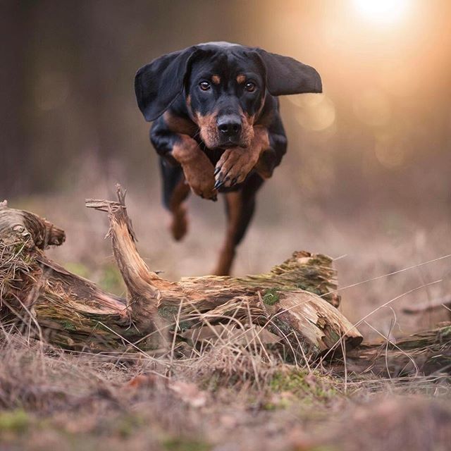 Say Hi to today's 🐶 Pup Doggy Dog! Tag a friend who ❤ loves dogs! Courtesy of @meinhundeleben Tag us ❤ in your #dog photos & use #pupdoggydog to be featured ift.tt/2Gz90YT