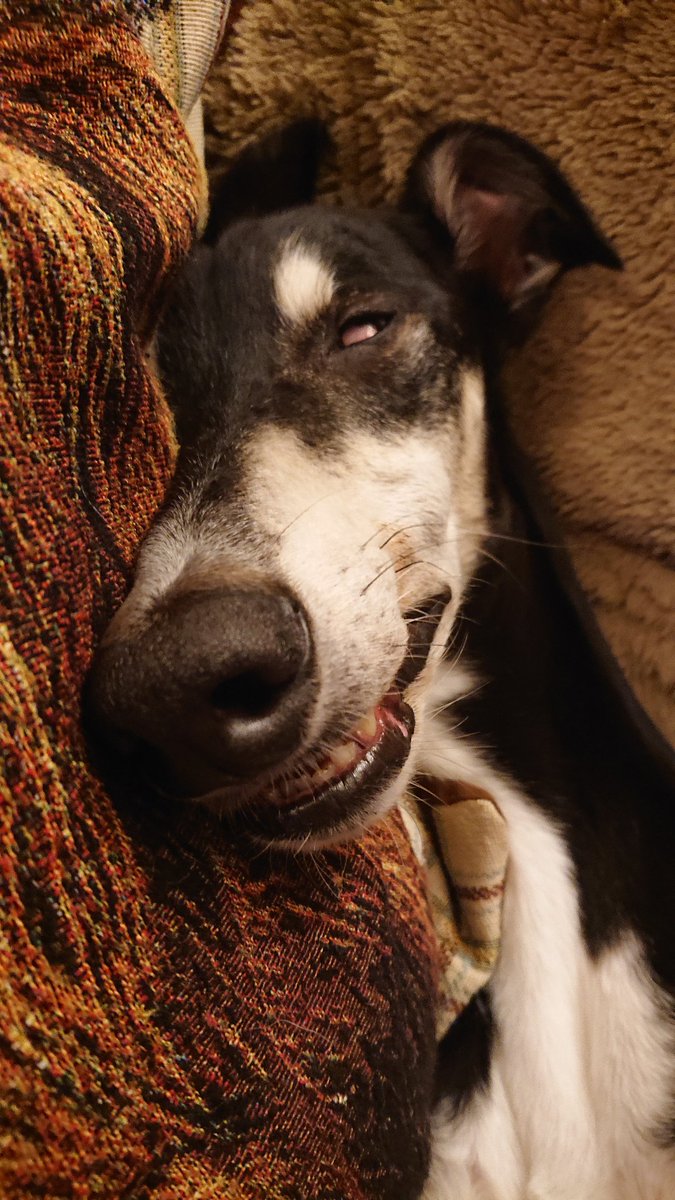 GillGreig's tweet photo. #ChilliSaluki #saluki #greyhound #longdog #sighthound #sighthoundsofscotland #sleepydog #dugsofScotland #DugsofAberdeen #shnoz https://t.co/PPNQ2mMC6D