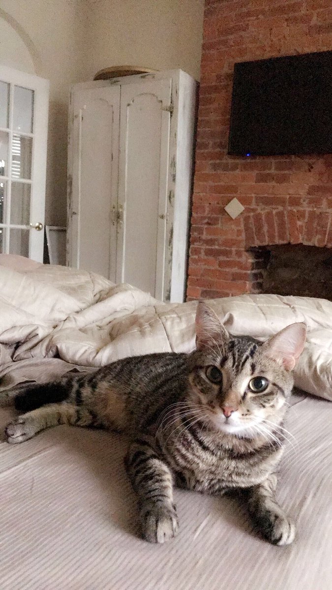 _brannnn's tweet photo. today, I took off work &amp; laid in bed with my cat while binge watching breaking bad. I think he knew I wasn’t feelin the world too (I got extra cuddles) your mental health is so important. take extra care of yourself. give yourself breaks. also, get a cat♥️ https://t.co/6417qIkZm6