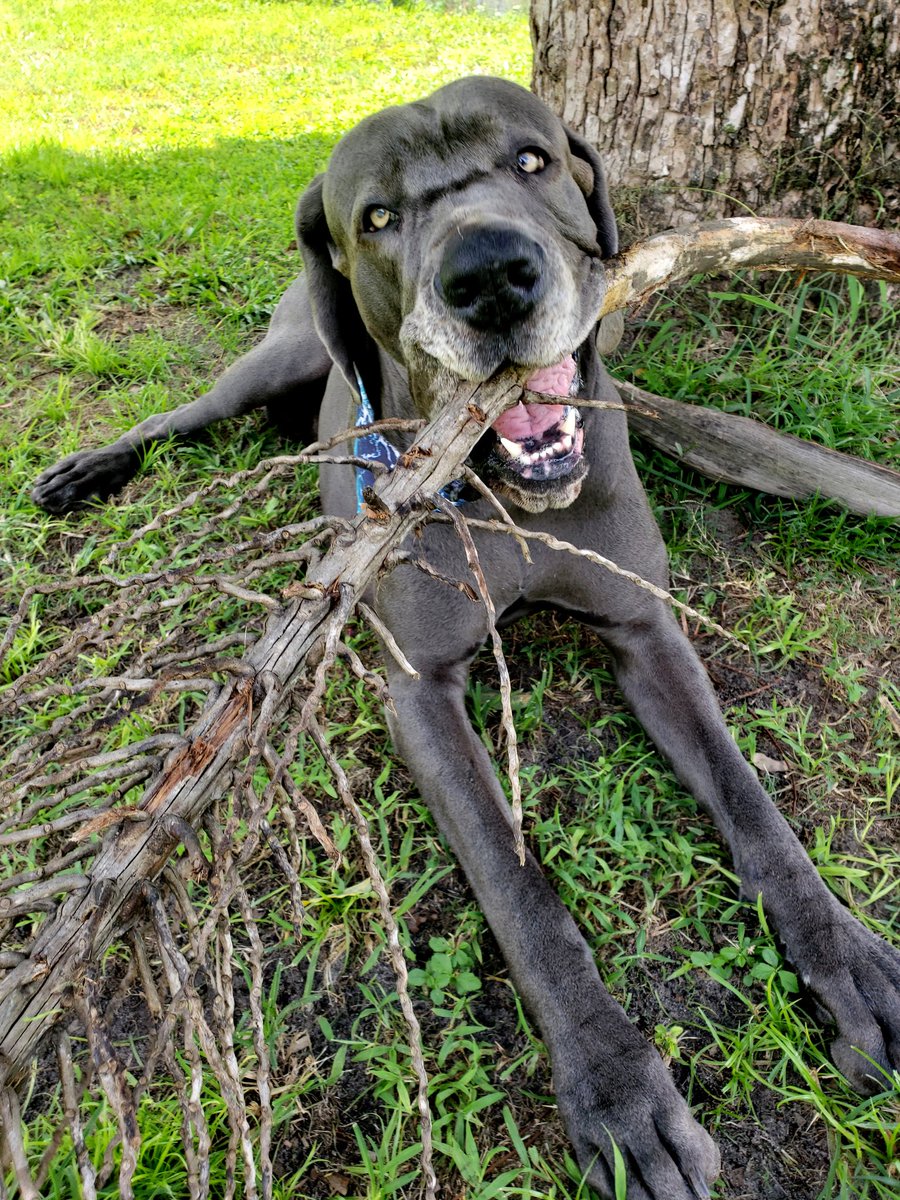 FergusGreatDane's tweet photo. #perfectstick chew time in the shade
#wowthatsbig 😉🤣 #howbigisyours
Bandana from https://t.co/iahD7h3xGa & is pawfect for #sharkweek - use discount code FERGUS15 #twodapperpupz
@dog_rates @dogcelebration https://t.co/1DIF9CMeW9