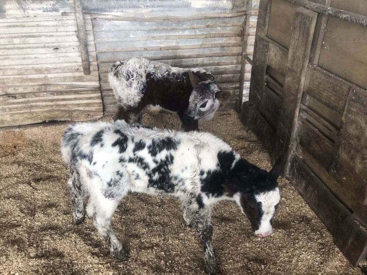 robinhoodfarms's tweet photo. 3wks calving 72% calved, great to find something different in the paddock this morning https://t.co/f5E4ebU4Ok