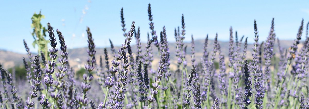 “Patchwork Farm is the place where my dream came true"
- Sherri Wood [Owner &amp; FarmHer]

Check out our newest profile on Patchwork farm ⬇️

thefoodfront.org/partner/patchw…

#Keepitlocalwoodland #wearewoodland #TheFoodFront #Woodlandag #foodandag