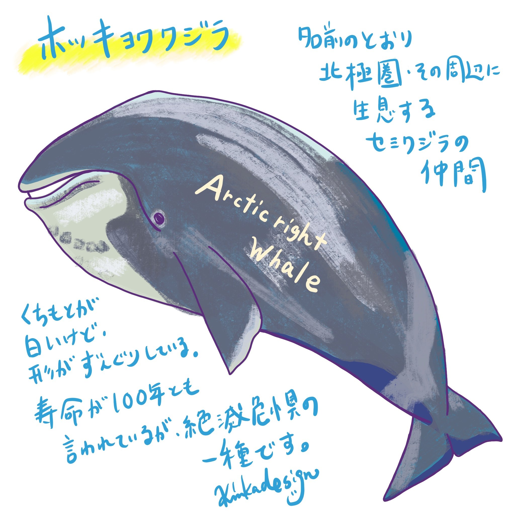週一回頑張って更新中のイルカクジラを紹介するツイートまとめ Twitter