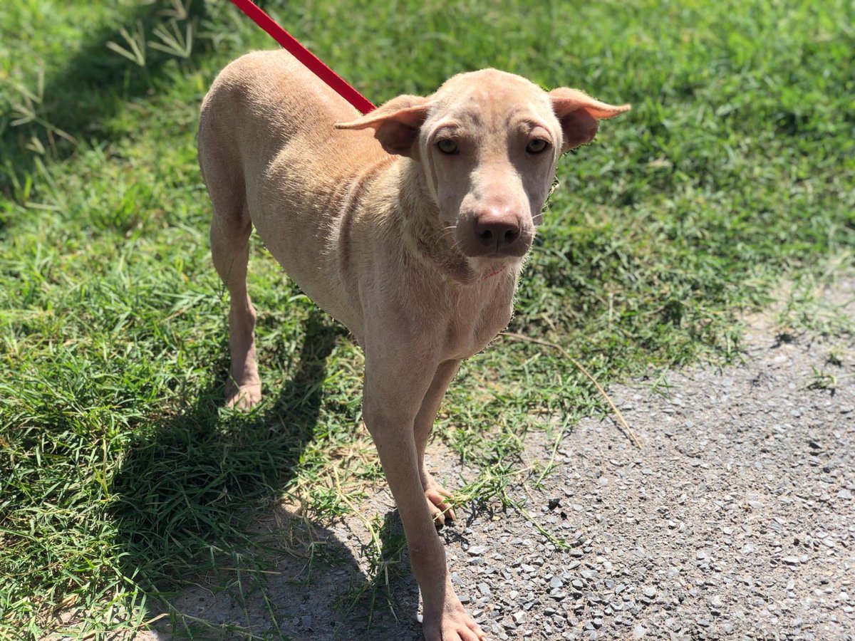 MatchdogR's tweet photo. We saw Rocky in the shelter and there was no way we were leaving him. Turns out Rocky is not the least bit aggressive ❤️ #rescued https://t.co/zN2pn5u1IT