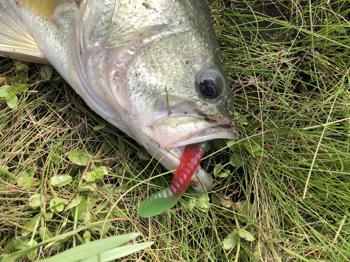 ComplexFishing's tweet image. Hey guys 🤘🏽just caught some HUGE bass with GUMMY WORMS ! Trust me I’m not wasting your time ! m.youtube.com/watch?v=COo_Xz…