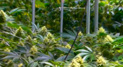 NEW: "We think it’s going to probably be better if it was all done by the private pharmacies." 
@UtahDepOfHealth acknowledges major concerns with state plan to distribute medical cannabis. LINK: 
kutv.com/news/local/sta… <a href="/KUTV2News/">KUTV2news</a> <a href="/TRUCEutah/">TRUCE</a> <a href="/SLCountyDA/">Salt Lake County DA</a>