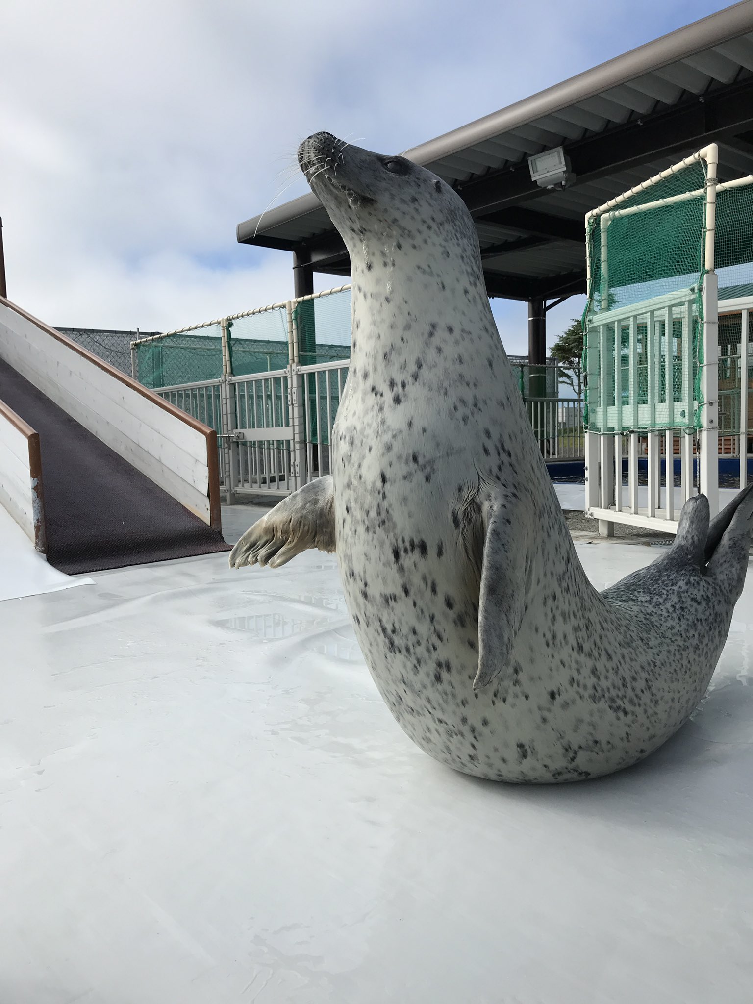 アザラシシーパラダイス 公式 私たちって丸っこいからコロコロしたりお昼寝してるだけだと思われがちだけど ほんとは運動神経抜群なんだからっ みてみて すごいでしょ