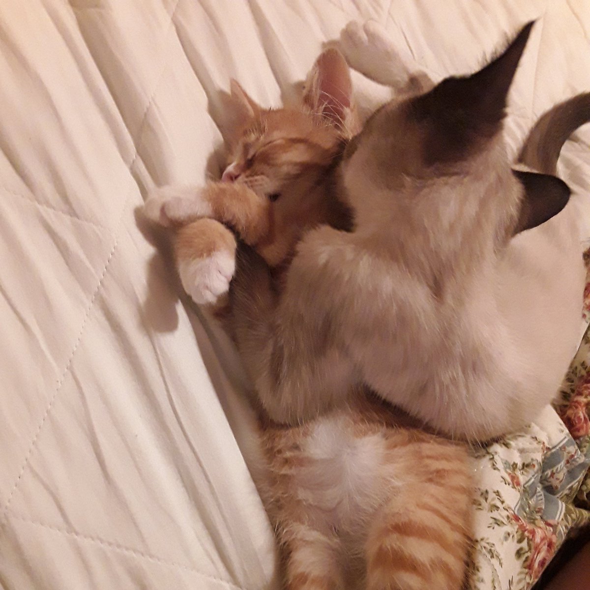 GrumpyCatSmokey's tweet photo. #SorryBrother https://t.co/gK3bpro7EZ