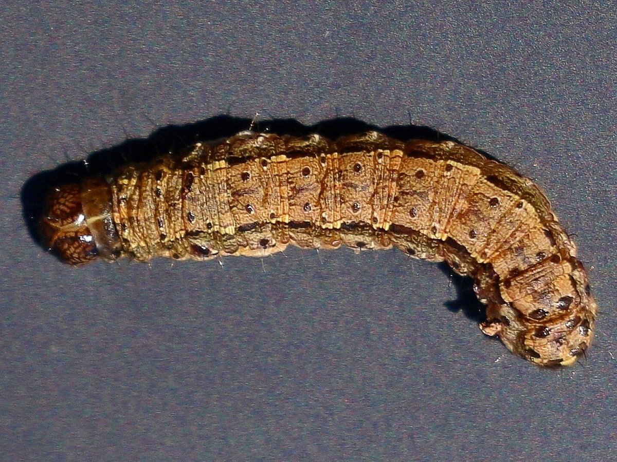 pestsafety's tweet photo. Unwanted visitors to So Cal turf...more Black Cutworm around. This Lepidopteran, Agrotis sp. is not difficult to control but it is destructive if left unchecked.#blackcutworm #insect #turf #agronomy #golfmaintenance #sportsturf #landscape #pesticidesafety #pesticidesafetytraining https://t.co/uTQEiGegTd