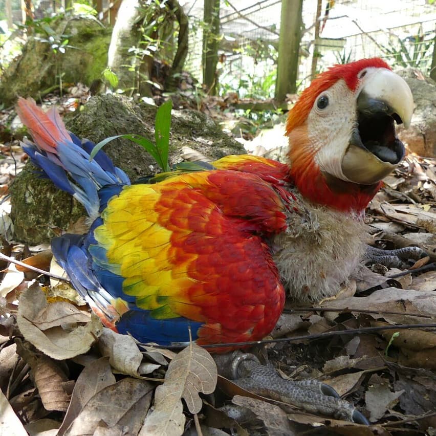 Minat baby scarlet
Whatsapp 085244758737
.
 #babymacaw #babyscarlet #jualburung #jualmacaw #jualscarlet #babycartlina Pengiriman bisa keluar daerah sertifikat lengkap dan beserta DNA