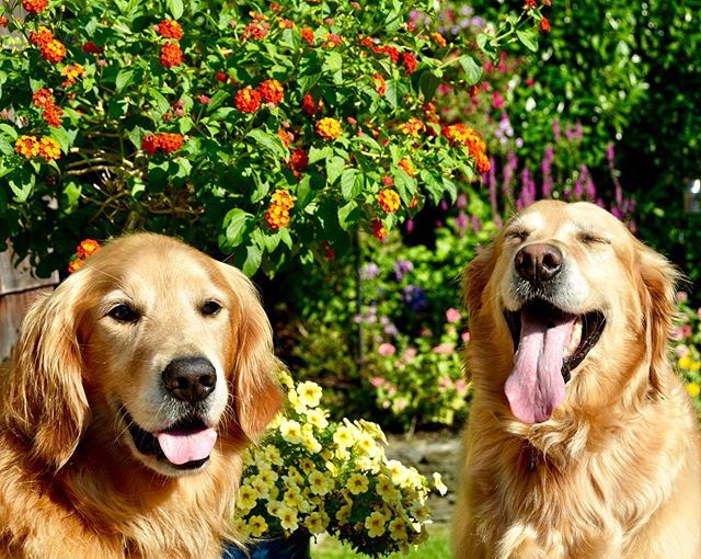 Sunny Summertime #ToT ‘s are the best!  Happy #TongueOutTuesday
🐾👅🐾👅
#GRC #smelltheflowers #dogdays #summer #sunshine #rescuedog #goldenretriever #eastquogue #hamptons #hamptonsdog #dogsofthehamptons #goldenretrievers #bestwoof #gloriousgoldens #dail… ift.tt/2YqY8Ta