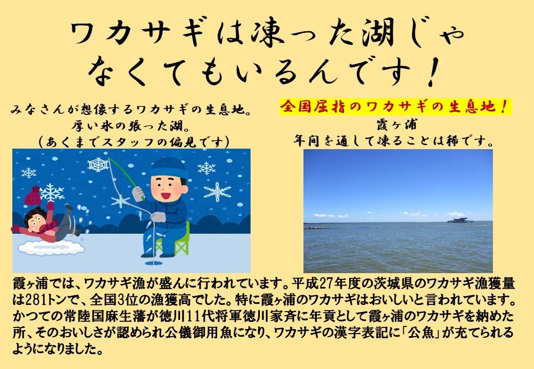 かすみがうら市水族館 Twitterissa ここだけの話 ワカサギって 凍った湖じゃなくてもいるんですよ そして 都心から2時間くらいの霞ヶ浦は 日本屈指のワカサギ産地で 水族館で展示もしちゃってるらしいですよ ワカサギを見られる水族館は全国でも稀で これは