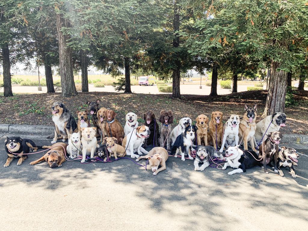 barknbarrel's tweet photo. Happy dogs 
#dogs #dogwalk #winecountry https://t.co/bkjryBB2sk