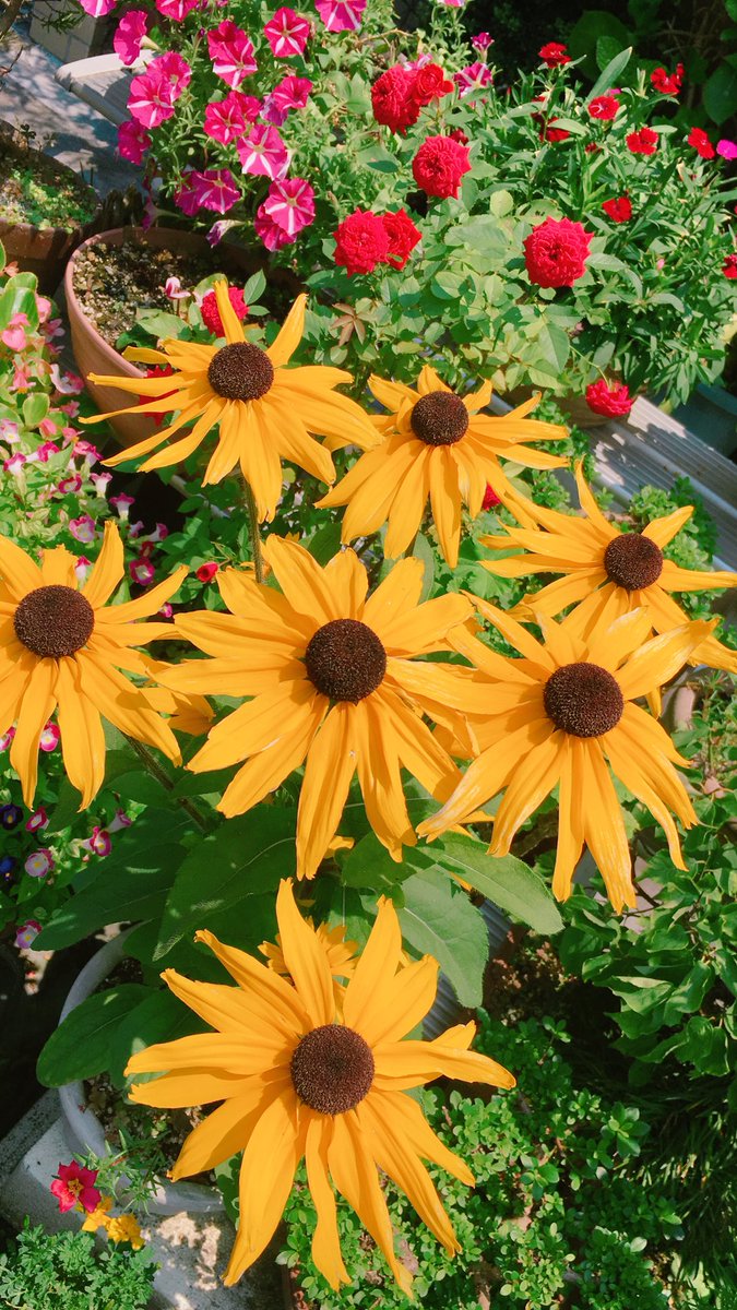 ハートのひまわり