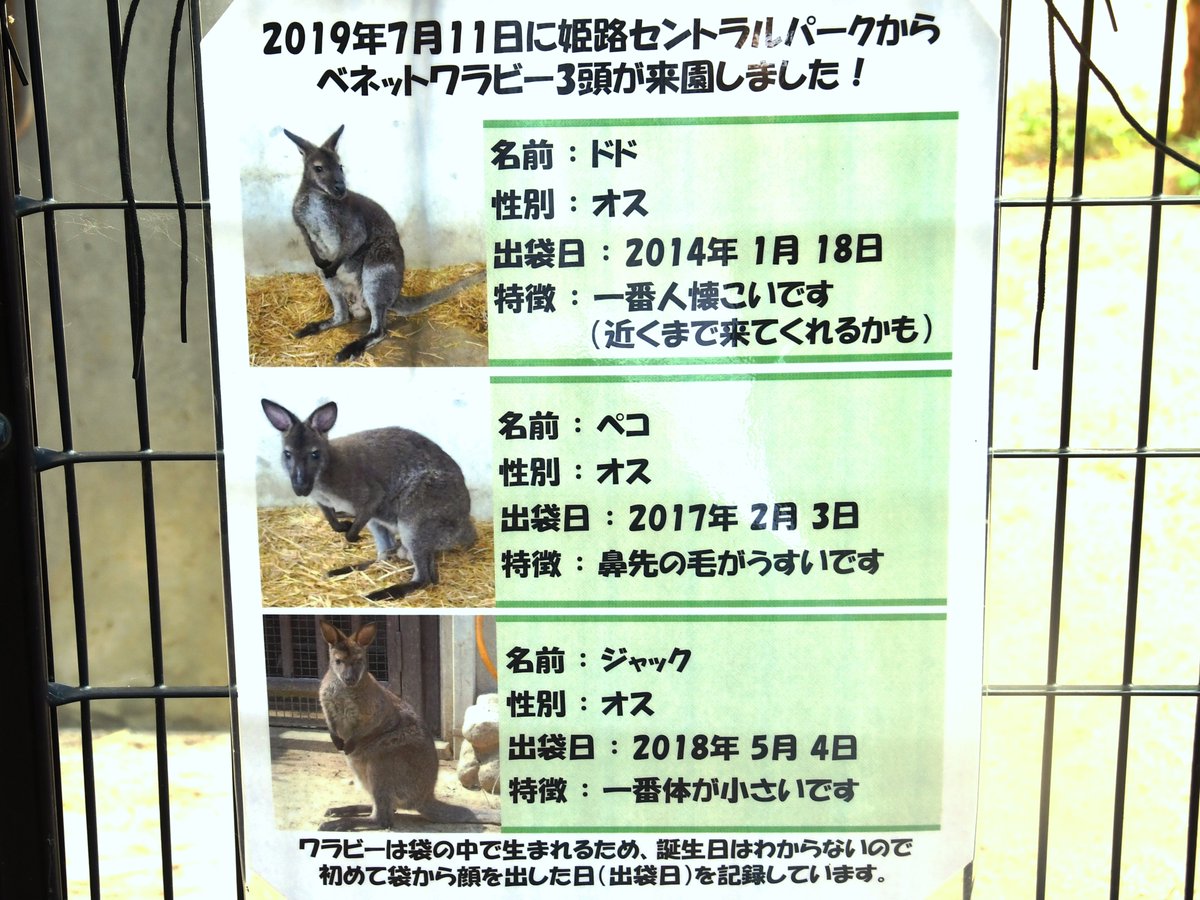 神戸市立王子動物園 公式 新しく来園したワラビーたち 見分けがつきにくいですが 名前と特徴を掲示しているので よく観察してあげてくださいね 神戸市 Kobecity 王子動物園 動物園 Zoo ベネットアカクビワラビー 水曜は休園日です 神戸市立王子動物園 公式 新しく来園したワラビーたち 見分けがつきにくいですが 名前と特徴を掲示しているので よく観察してあげてくださいね 神戸市 Kobecity 王子動物園 動物園 Zoo ベネットアカクビワラビー 水曜は休園日です