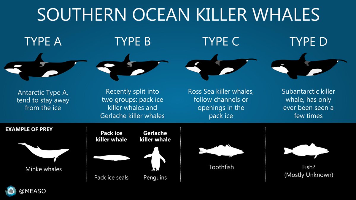 We are starting up #factfriday for the Southern Ocean!

Did you know that there is more than one type of Killer whale?

In the Southern Ocean there are a number of different ecotypes each with their own unique diet!

#SouthernOcean #MEASO #killerwhale #Antarctic