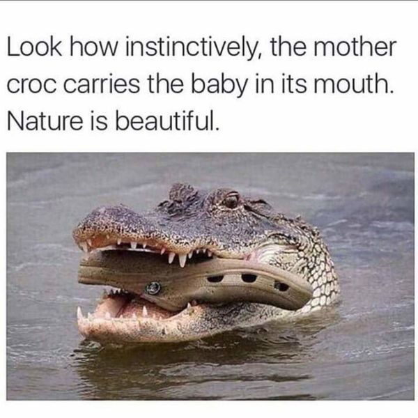 crocs and crocodile
