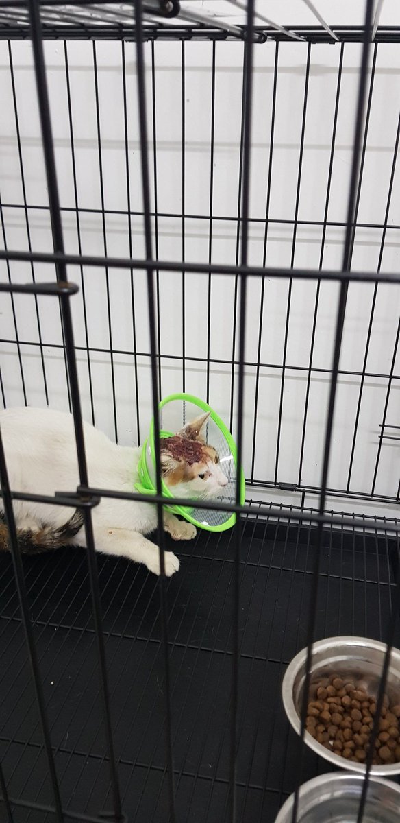 AAfqaa's tweet photo. Hi guys, i dah hantar rina to vet 😊 for those yang nak donate untuk Rina can Dm me okies ✌. Seikhlas hati #Saverina https://t.co/GTXat9PsOn