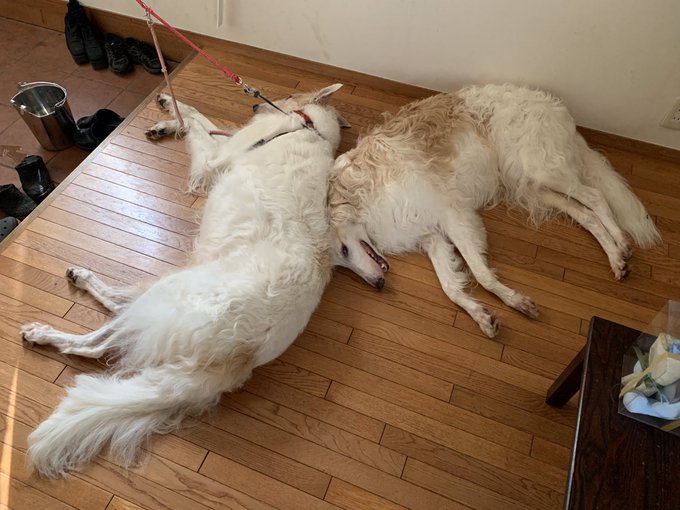 犬に見えますが、「人」という字になってます😊  お散歩から帰ってきて、玄関で待ってる間のこと。 フローリングはちょっとひんやりしていくらか涼しいのね。  #ボルゾイ #エンツォ #ヴェイロン #犬文字<a href="/tag/%E3%83%9C%E3%83%AB%E3%82%BE%E3%82%A4"class="tags">#ボルゾイ</a><a href="/tag/%E4%BA%BA"class="tags"><span>#人</span></a><a href="/tag/%E3%82%A8%E3%83%B3%E3%83%84%E3%82%A9"class="tags"><span>#エンツォ</span></a><a href="/tag/%E3%83%B4%E3%82%A7%E3%82%A4%E3%83%AD%E3%83%B3"class="tags"><span>#ヴェイロン</span></a><a href="/tag/%E7%8A%AC%E6%96%87%E5%AD%97"class="tags"><span>#犬文字</span></a>