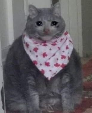 sad cat memes (@sadcatmemes) / Twitter sad cat memes (@sadcatmemes) / Twitter