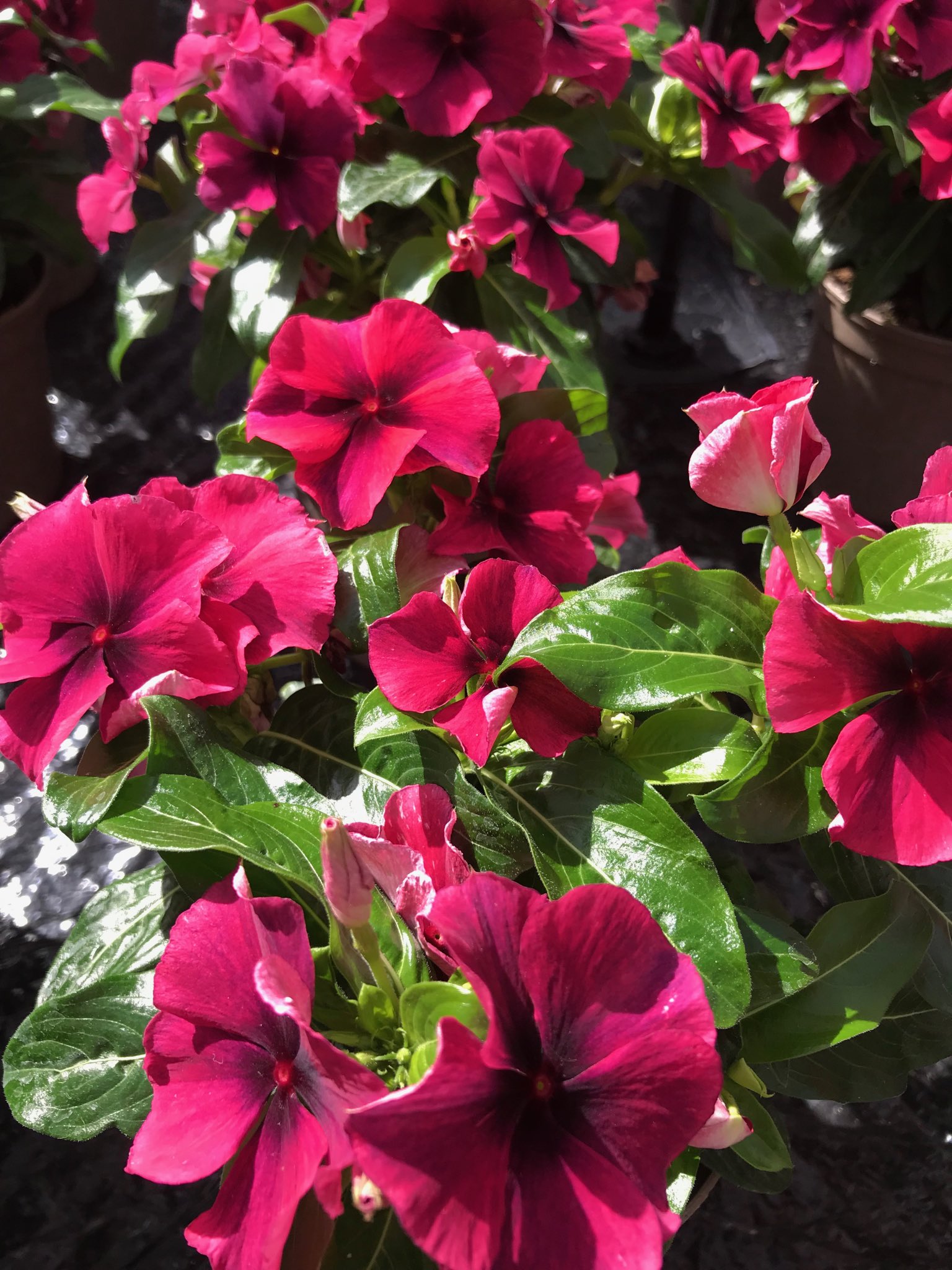 Vinca Market Pack  Potomac Garden Center