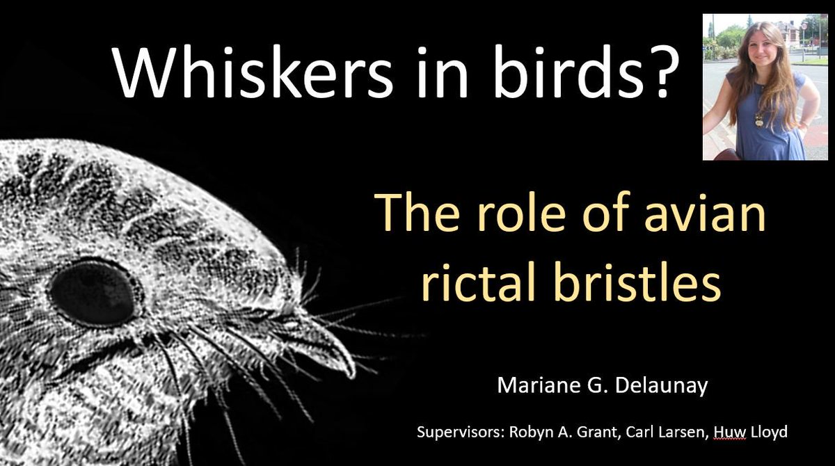 RobynAnneGrant's tweet photo. @OxyuranusHXC ooh... if only you had been at our #ICVM2019 talk last week. We hope to be able to tell everyone our thoughts on it soon... https://t.co/yBRg6WefpE