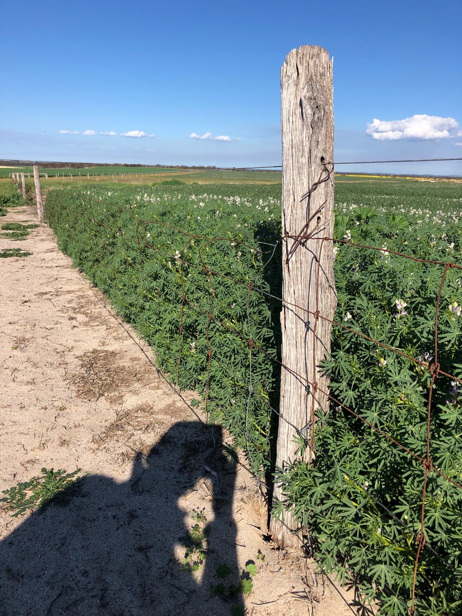 stuart_hocking's tweet image. When you say seed close to the fence......... not that close 🤦‍♂️