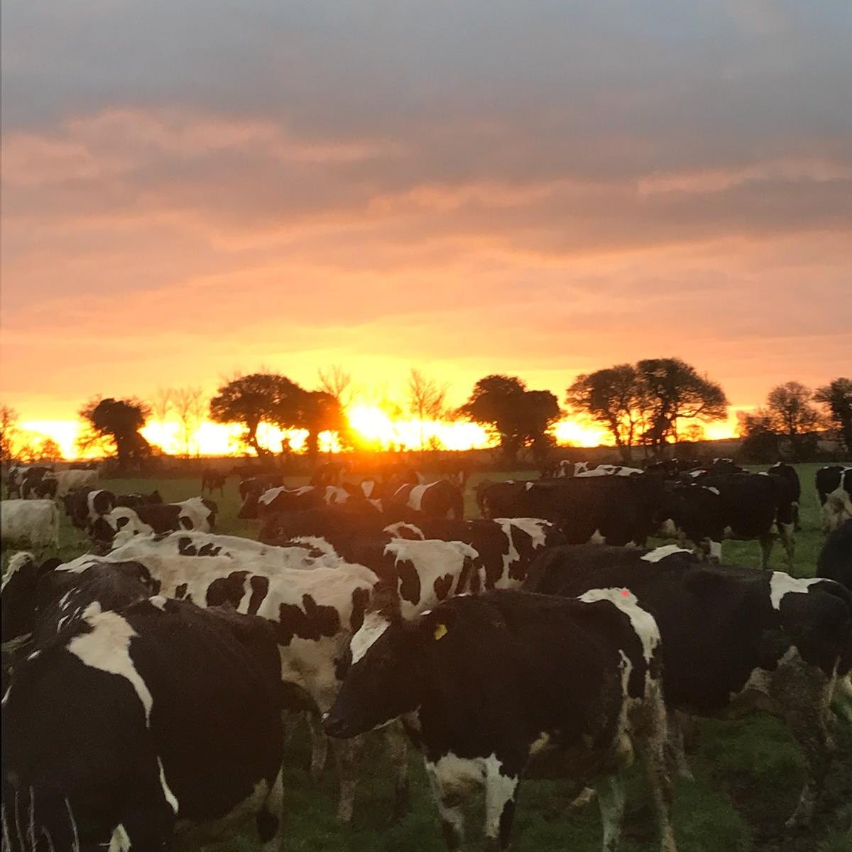 Mathew Crossman (@matcthemilker) on Twitter photo <a href="/RearingG/">RearingToGo</a> <a href="/FCNcharity/">The Farming Community Network</a> <a href="/dpjfoundation/">The DPJ Foundation</a> <a href="/cheshireagchap/">Ag chap</a> <a href="/FeedForGrowth/">FeedForGrowth</a> <a href="/lamlacvolac/">Lamlac</a> <a href="/NFUtweets/">National Farmers' Union</a> <a href="/kiteconsulting/">Kite Consulting</a> <a href="/semexUK/">Semex UK</a> <a href="/irelandgenetics/">Ireland Genetics</a> <a href="/Peterhynes15/">Peter Hynes 🐄🥛🇮🇪</a> Post a favourite farming photo, tag a friend and use the hashtag #RearingToGo to be in with a chance to win a #RearingToGo T-shirt.
Winner announced 9/8/19 <a href="/KatrinaDunford/">Katrina Dunford</a> <a href="/RearingG/">RearingToGo</a> <a href="/FCNcharity/">The Farming Community Network</a> <a href="/dpjfoundation/">The DPJ Foundation</a> <a href="/cheshireagchap/">Ag chap</a> <a href="/FeedForGrowth/">FeedForGrowth</a> <a href="/lamlacvolac/">Lamlac</a> <a href="/NFUtweets/">National Farmers' Union</a> <a href="/kiteconsulting/">Kite Consulting</a> <a href="/semexUK/">Semex UK</a> <a href="/irelandgenetics/">Ireland Genetics</a> <a href="/Peterhynes15/">Peter Hynes 🐄🥛🇮🇪</a> Post a favourite farming photo, tag a friend and use the hashtag #RearingToGo to be in with a chance to win a #RearingToGo T-shirt.
Winner announced 9/8/19 <a href="/KatrinaDunford/">Katrina Dunford</a>