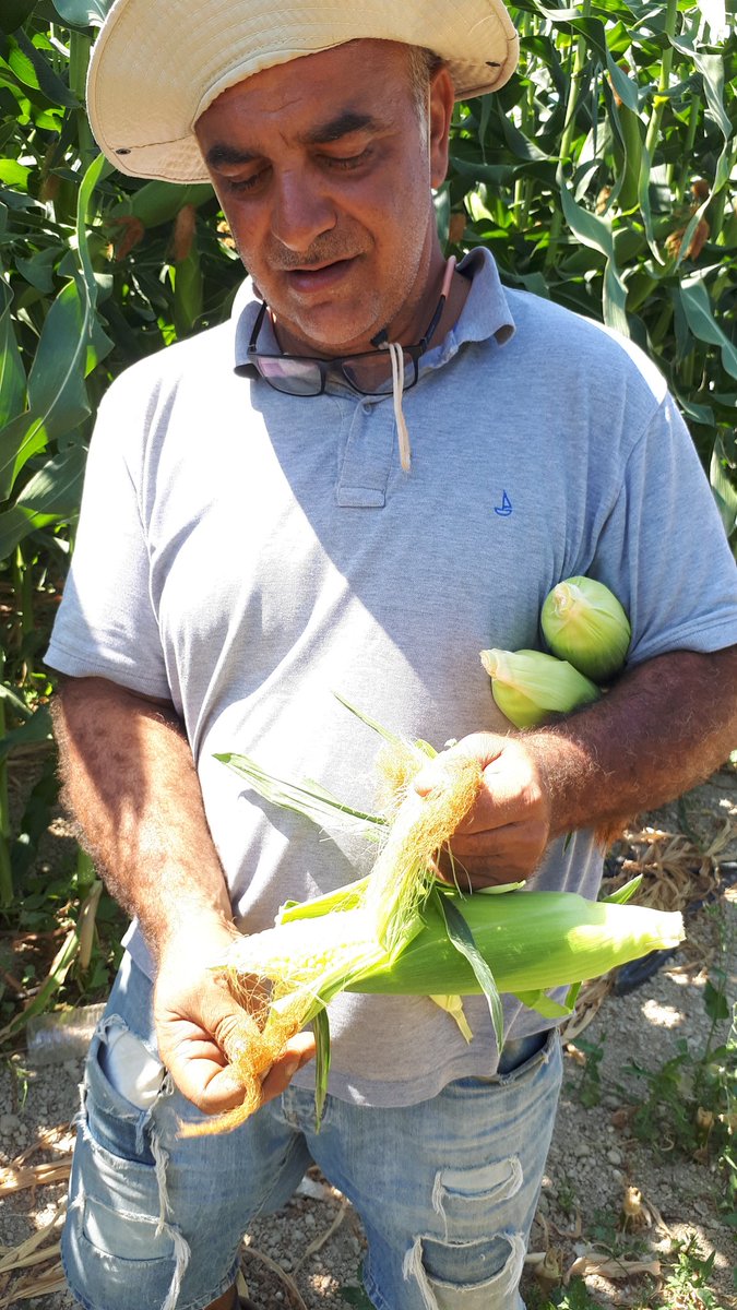 geomits's tweet photo. Sweet corn Shinerock Syngenta https://t.co/074Fn3DqNs