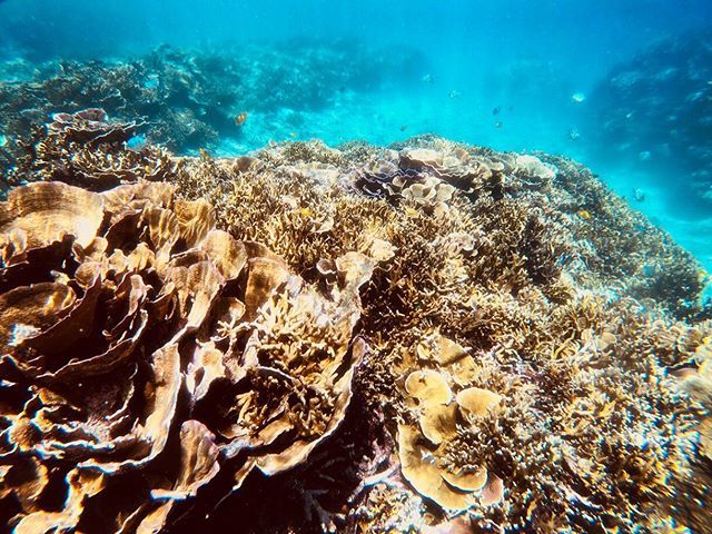 Coral reef looks Maitake mushroom 🍄 琉球菊花珊瑚
.
.

#miyako #miyakoisland #miyakojima #uwlife #gopro #sea #ocean #dive #diving #skindiving #reef #cave #coral #landscape #boatdiving #summer #bluesea #underwater #padi #irabujima #irabujima #irabuisland… ift.tt/2YsqAYY