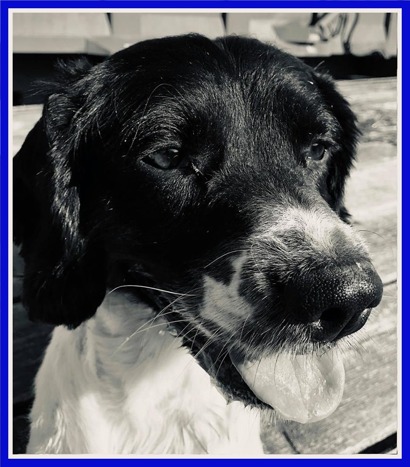 Spaniel Aid tweet media