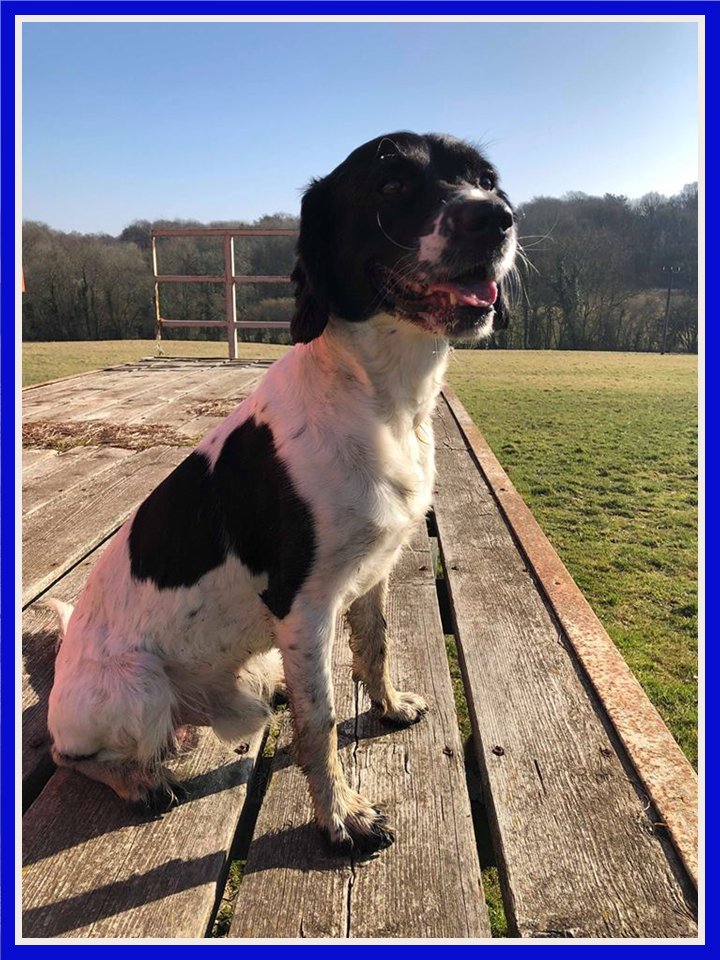Spaniel Aid tweet media