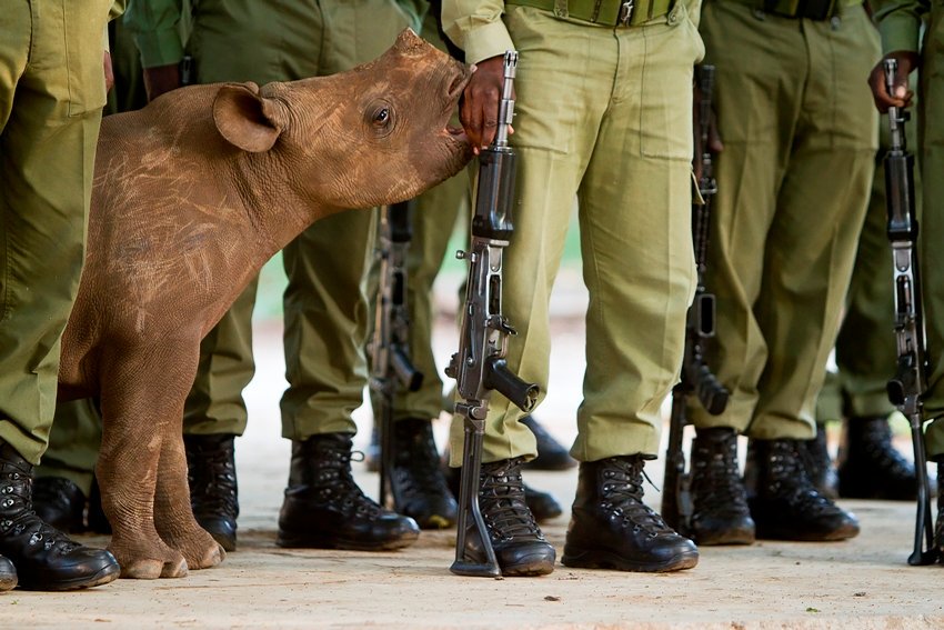 Today is World Rangers Day. 

A picture that speaks volumes. We have deep appreciation and respect for all those brave men and women protecting our precious wildlife under very difficult circumstances.