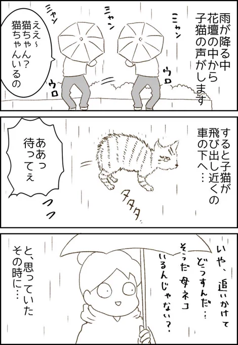 ブログはこちら→ https://t.co/BHt1MrBn99   子猫との出会い  #猫 