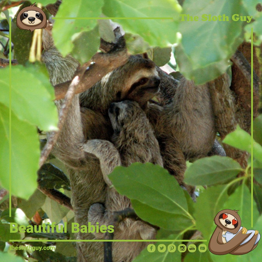 The_Sloth_Guy's tweet photo. #cute #animals #wildlife #cuteanimals #love #animal #nature #animallover #photooftheday #wildlifephotography #sloth #babyanimals #slothlife #nofilter #natgeo #photography #slothsofinstagram #toocutenottopost #ecofolks #toocute #motherhood https://t.co/BdGxFlzUrl