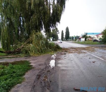 В Уразово ветер повалил дерево на дом  belive.ru/chp/v-urazovo-…