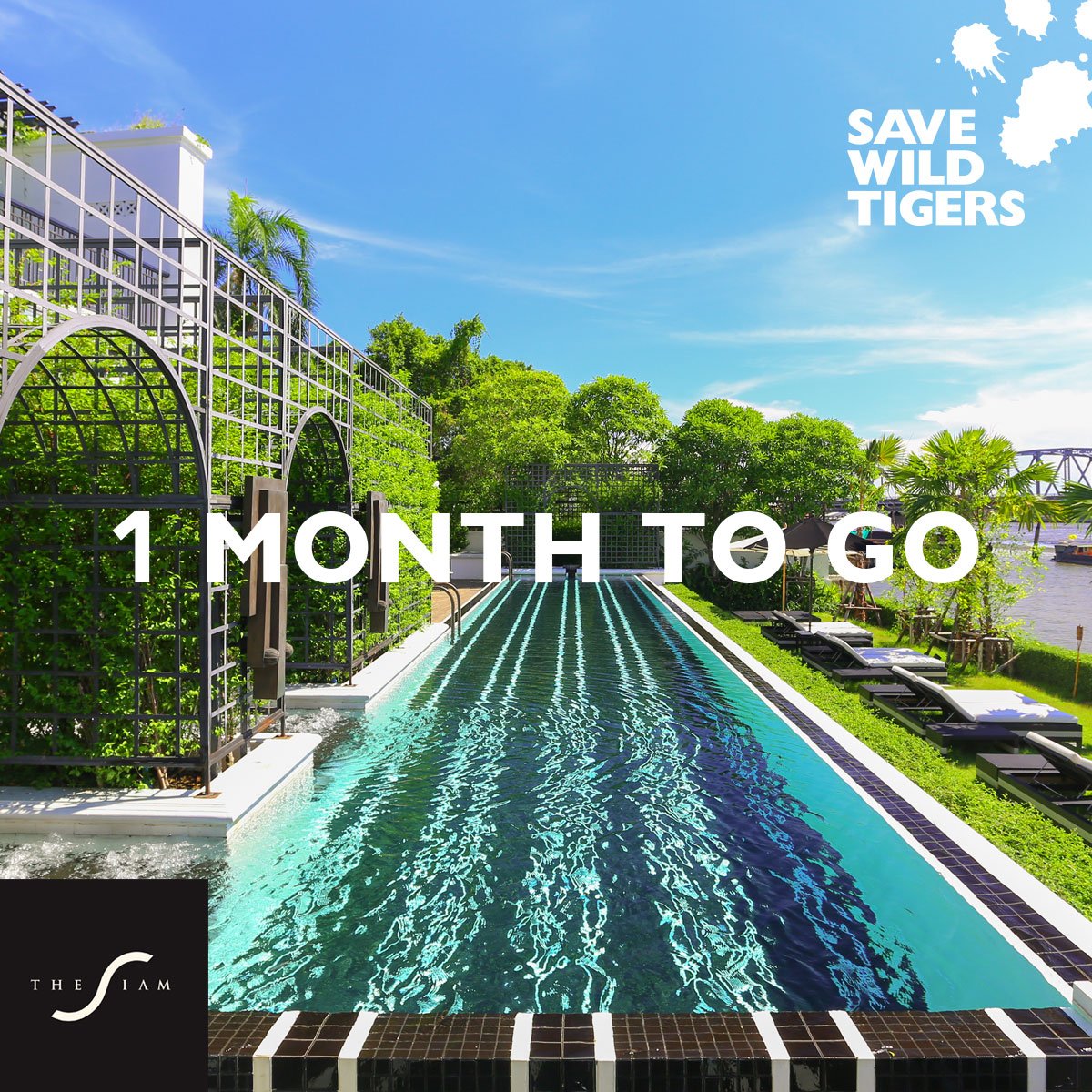 Save Wild Tigers tweet media