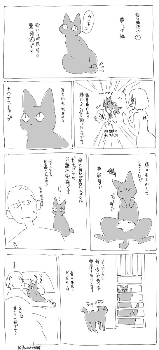 飼い猫紹介① 腹ハゲ編 
