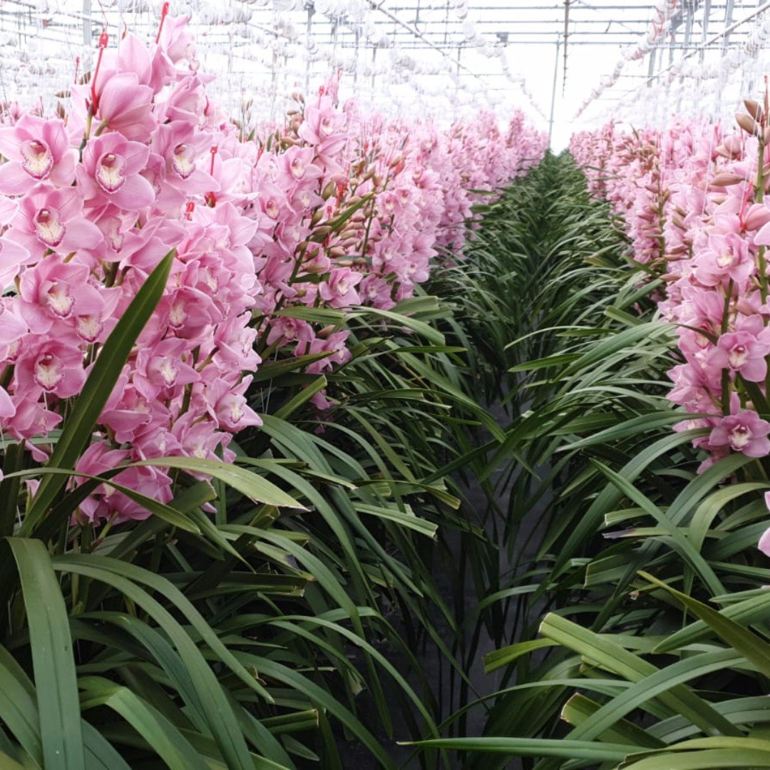 Need a reliable supply of one block colour?  The fabulous #cymbdiium pink Rietje is coming on in large volumes! #pinkout ! Beautiful new production photo from premium grower #joshua . #orchids #growingflowers #newzealandflowers #newzealandbloom #weddingflowers #buybloomwebshop