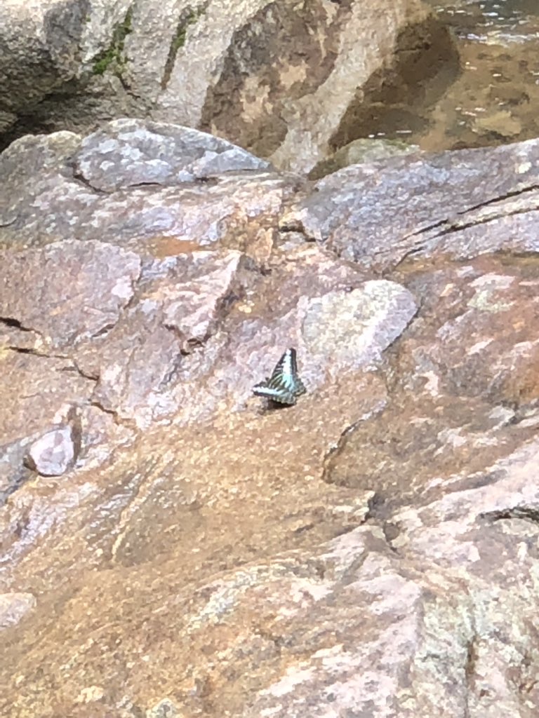 tom_newton91's tweet photo. Some impressive butterflies in Thailand, @DrewCooper_  
Can't really get a sense of scale here, but he was quite a sizeable beastie! https://t.co/fLSyHzgaVH