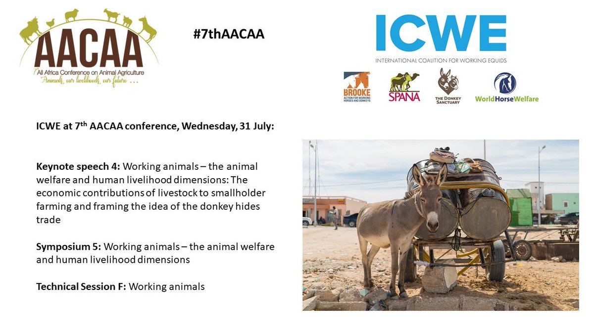 TheBrooke's tweet photo. Today at #7thAACAA!

With our ICWE partners we are proud to host 3 sessions on #workingequids. 

Join us or follow online to learn more about:
The role of working #livestock in #livelihoods;
Their contribution to #SDGs and #foodsecurity;
The threats posed by #donkeyhidetrade. https://t.co/X5C0EADM3A