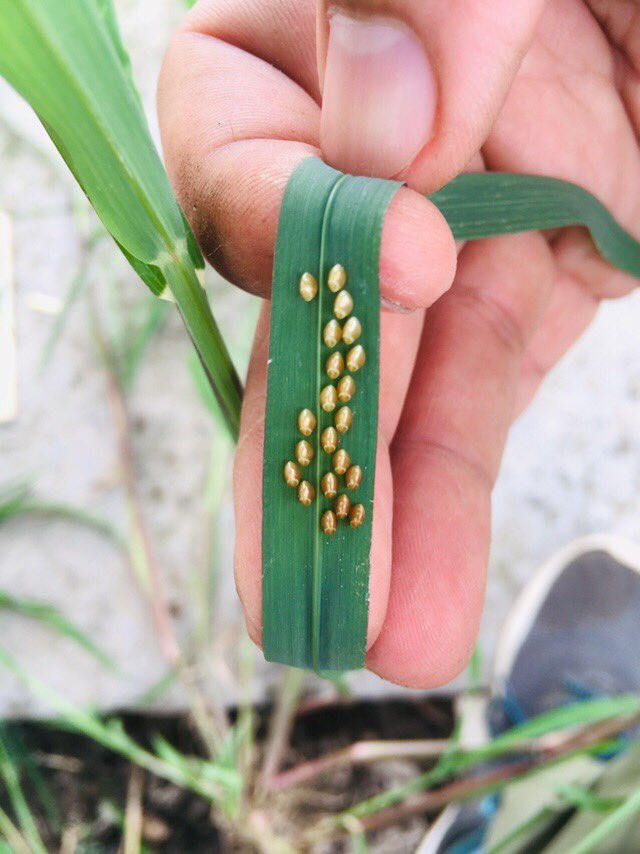 Came across these eggs of some insect while scouting for weeds in transplanted paddy. Guessing solicited. Seems like lady bird beetle and dragon fly eggs. Your guess? @Ajayvirjakhar @icarindia @USDA @AgriEducate @PurdueAg @FAOeagriculture @unlagrohort