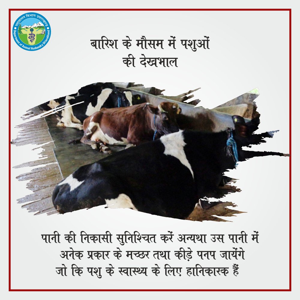 pashudhanUK's tweet photo. बारिश के मौसम में पशुओं की देखभाल:
पशुओं के बाड़े में बरसात के पानी की निकासी की व्यवस्था अच्छे से करें अन्यथा उस पानी में अनेक प्रकार के मच्छर तथा कीड़े पनप जायेंगे जो कि पशु के स्वास्थ्य के लिए हानिकारक हैं।
#RainySeason #CattleCare #RainTips
@indian_cattle https://t.co/txIzl69dpL